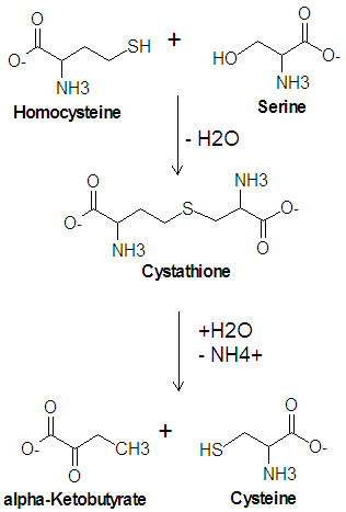 Cystathioninuria