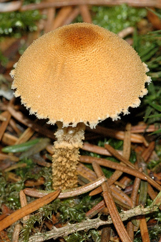 Cystoderma