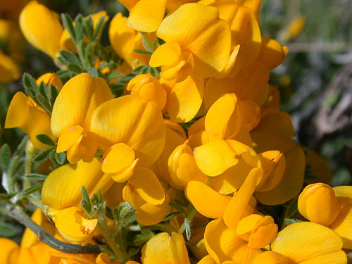 Cytisus