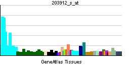 DNASE1L1