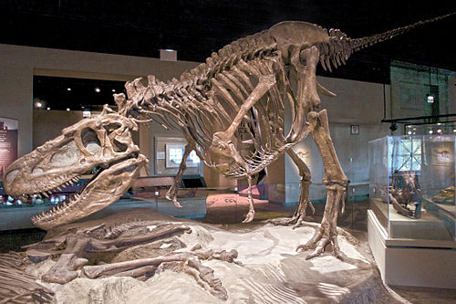 Daspletosaurus