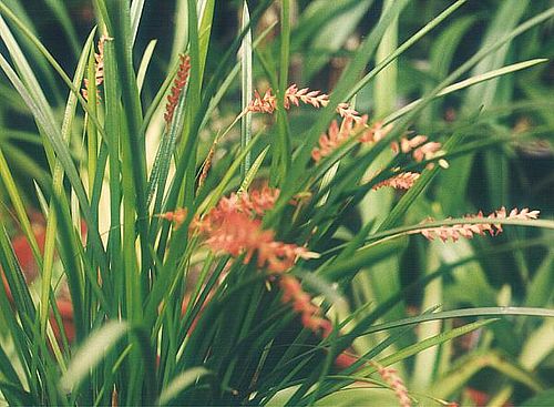 Dendrochilum