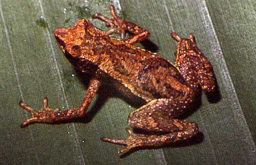 Dendrophryniscus