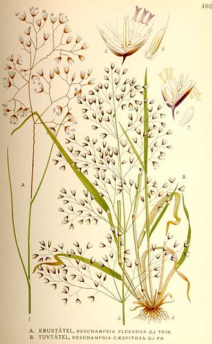 Deschampsia