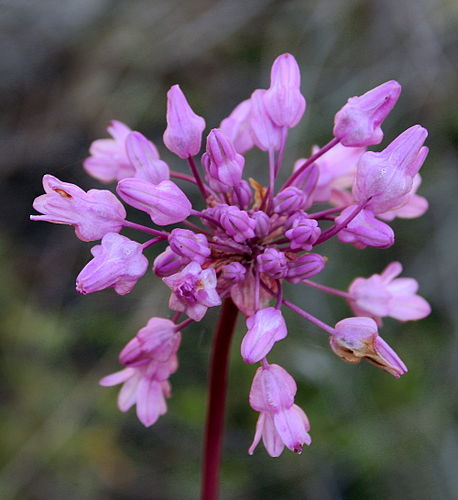 Dichelostemma