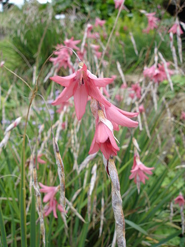 Dierama