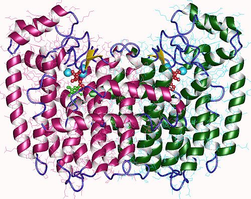 Dimethylallyltranstransferase