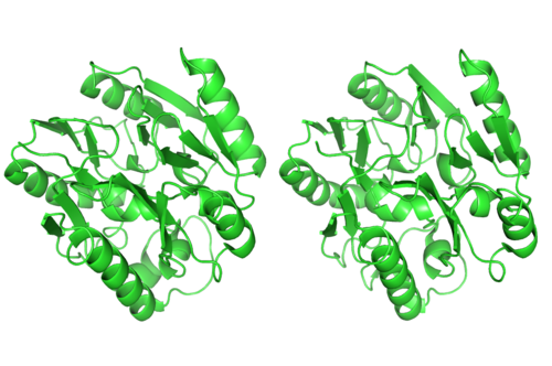 Dimethylargininase