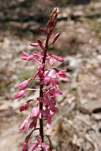 Dipodium