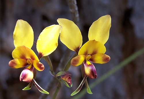 Diuris