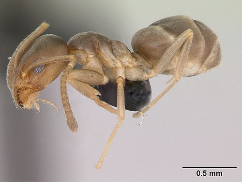 Doleromyrma