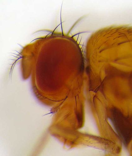 Drosophila