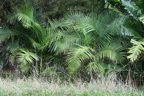 Dypsis