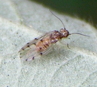 Ectopsocus