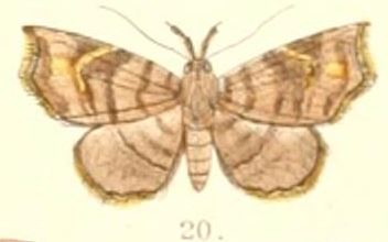 Egnasia