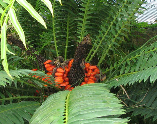 Encephalartos