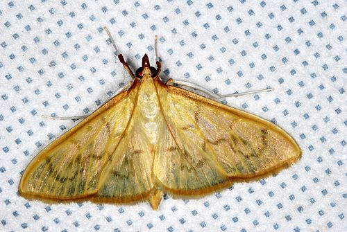 Epicorsia