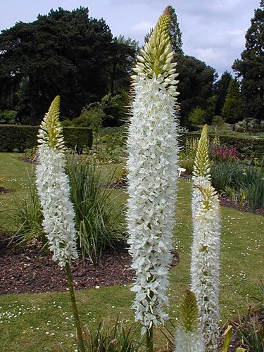 Eremurus