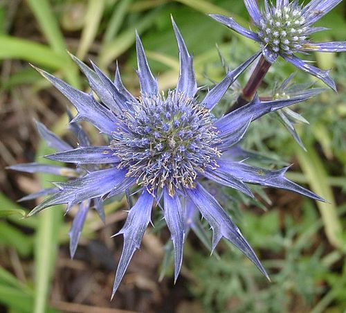 Eryngium