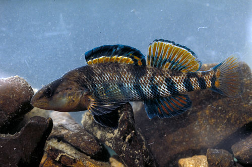 Etheostoma