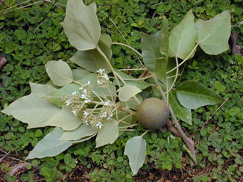 Euphorbiaceae