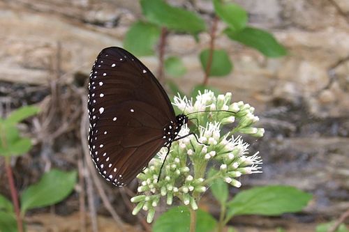 Euploea