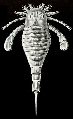 Eurypterid