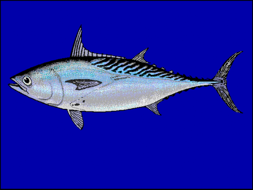 Euthynnus