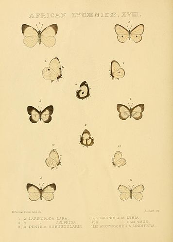 Falcuna