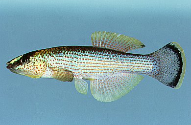 Fundulus