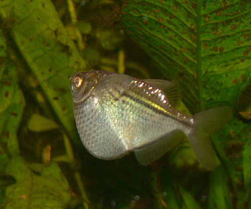 Gasteropelecus