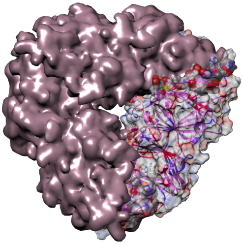 Globulin