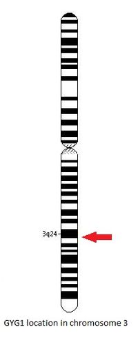 Glycogenin-1