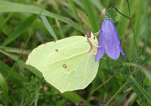 Gonepteryx