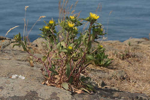 Grindelia