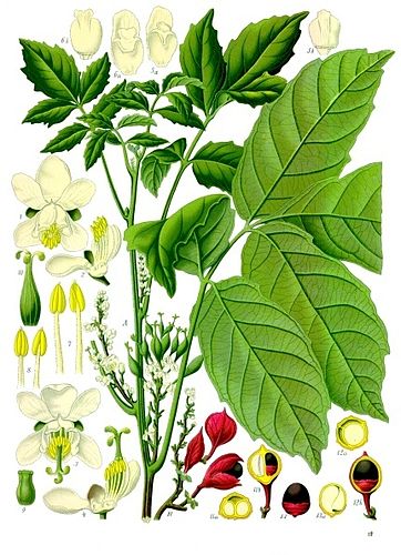 Guarana