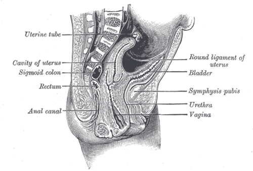 Gubernaculum