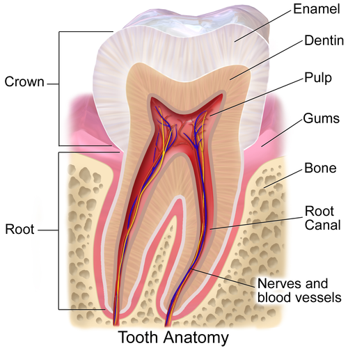 Gums