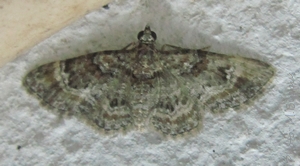 Gymnoscelis