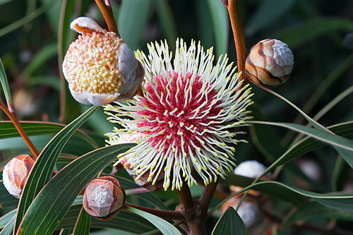 Hakea