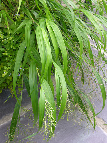 Hakonechloa