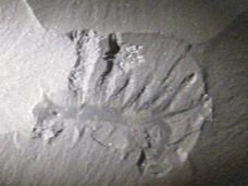 Hallucigenia