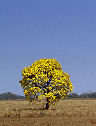 Handroanthus