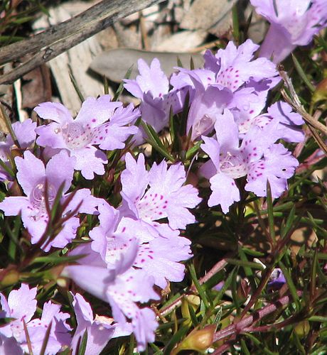 Hemiandra