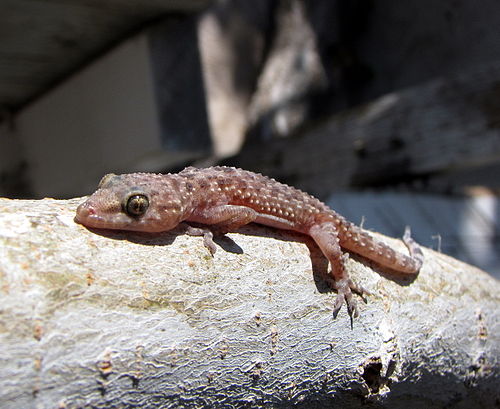 Hemidactylus