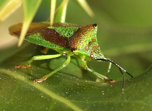 Hemiptera