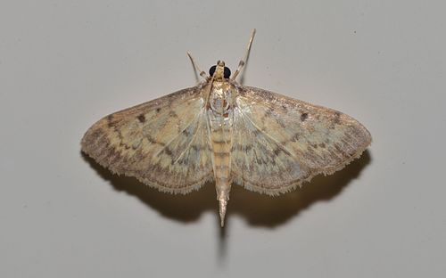 Herpetogramma