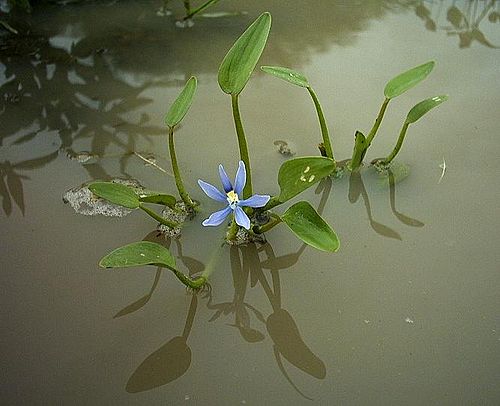 Heteranthera