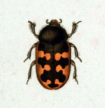 Heteroceridae