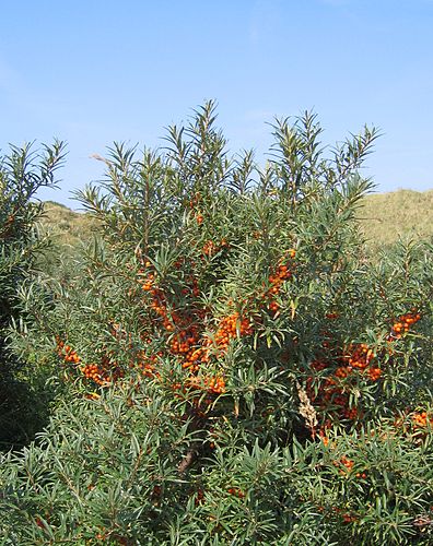 Hippophae